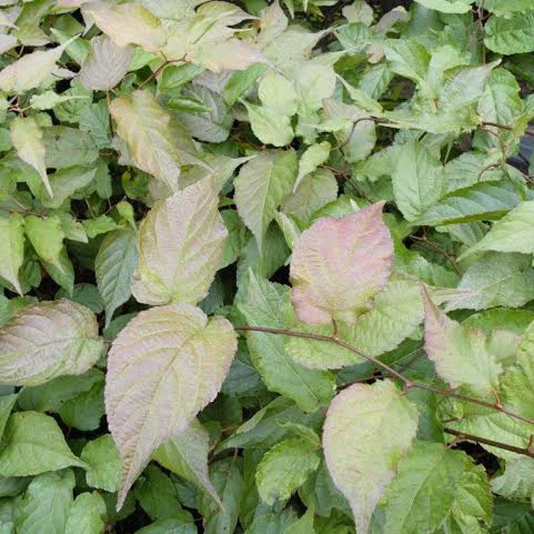 Arctic Beauty hardy kiwi with its variegated pink and white foliage