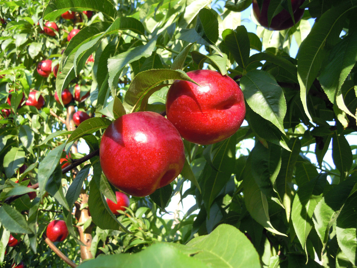 Arctic Glo nectarines ripening on the tree
