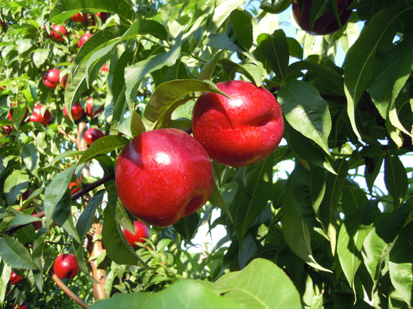 Arctic Glo Nectarine