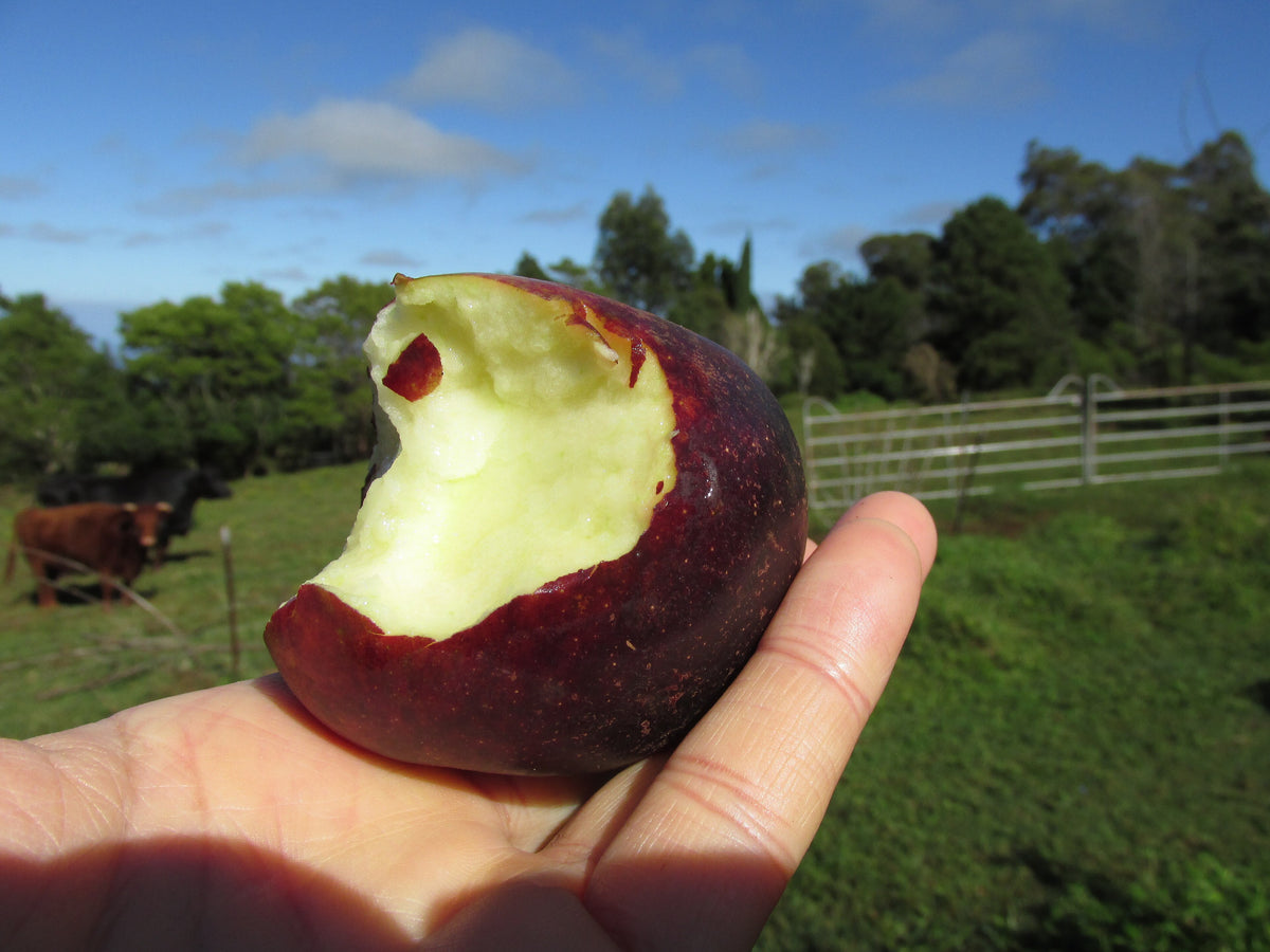 Arkansas Black apple with a bite taken out, showing the white flesh