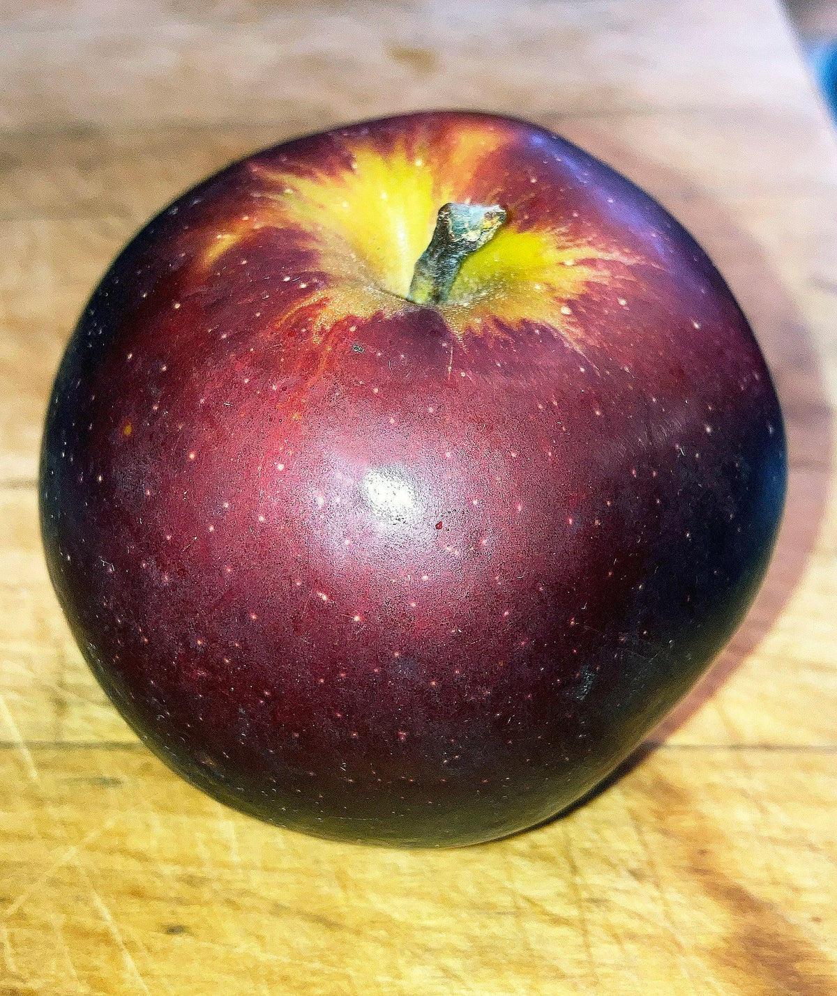 A deep purple-red Arkansas Black apple