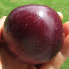 Apples