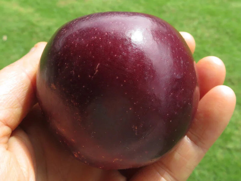 A dark Arkansas Black apple held in hand