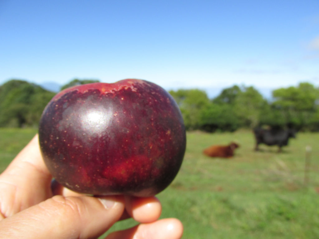 A dark red Arkansas Black apple held in hand