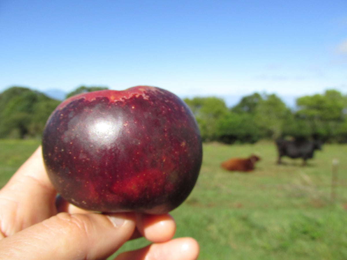 A dark red Arkansas Black apple held in hand