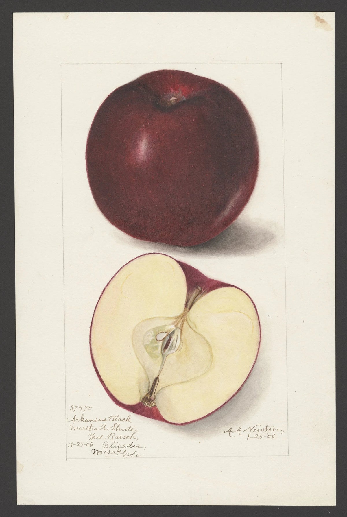 Historic USDA watercolor of the Arkansas Black apple, whole and cut