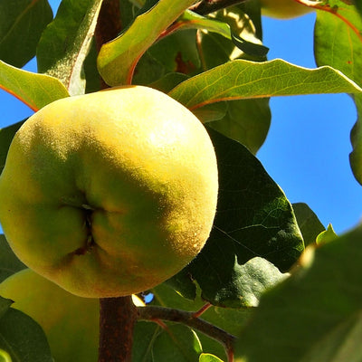 Quince Trees
