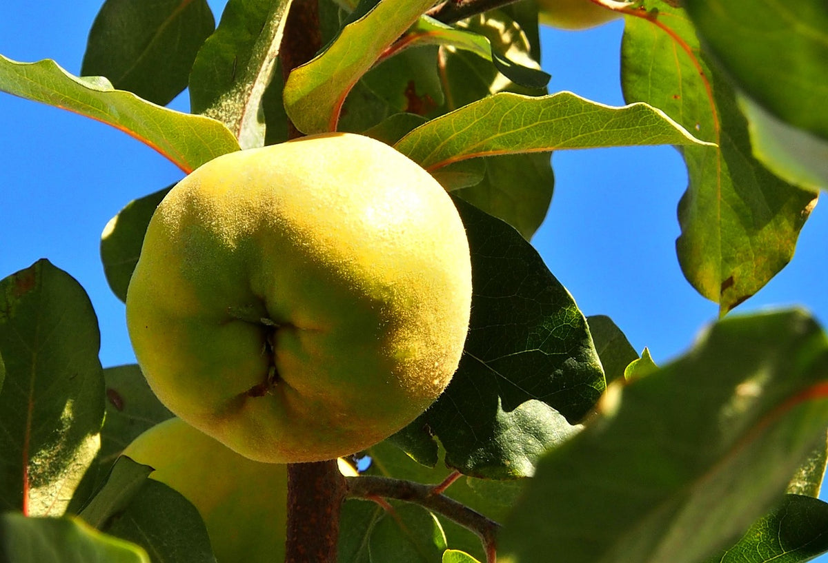 An Aromatnaya Russian quince ripening against a blue sky