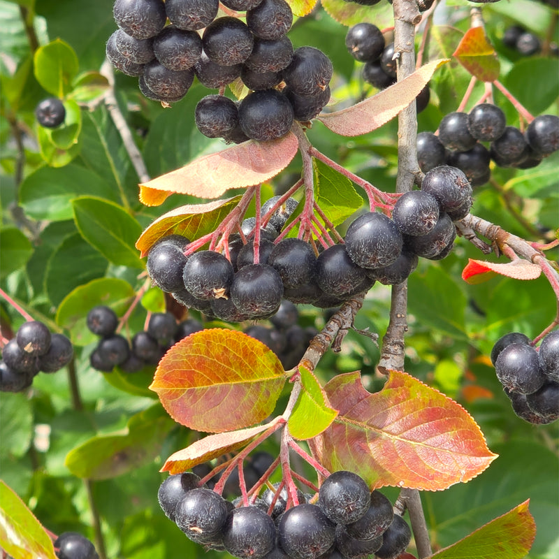 Aronia Shrubs