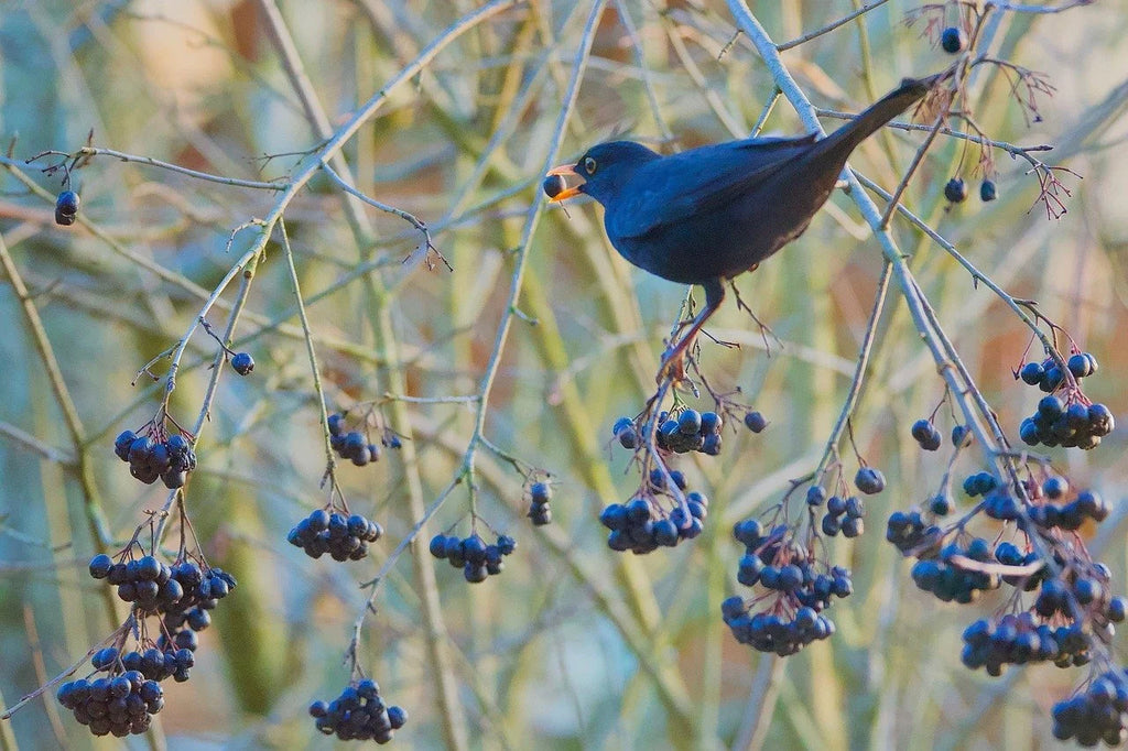 A bird feeding on ripe aronia berries
