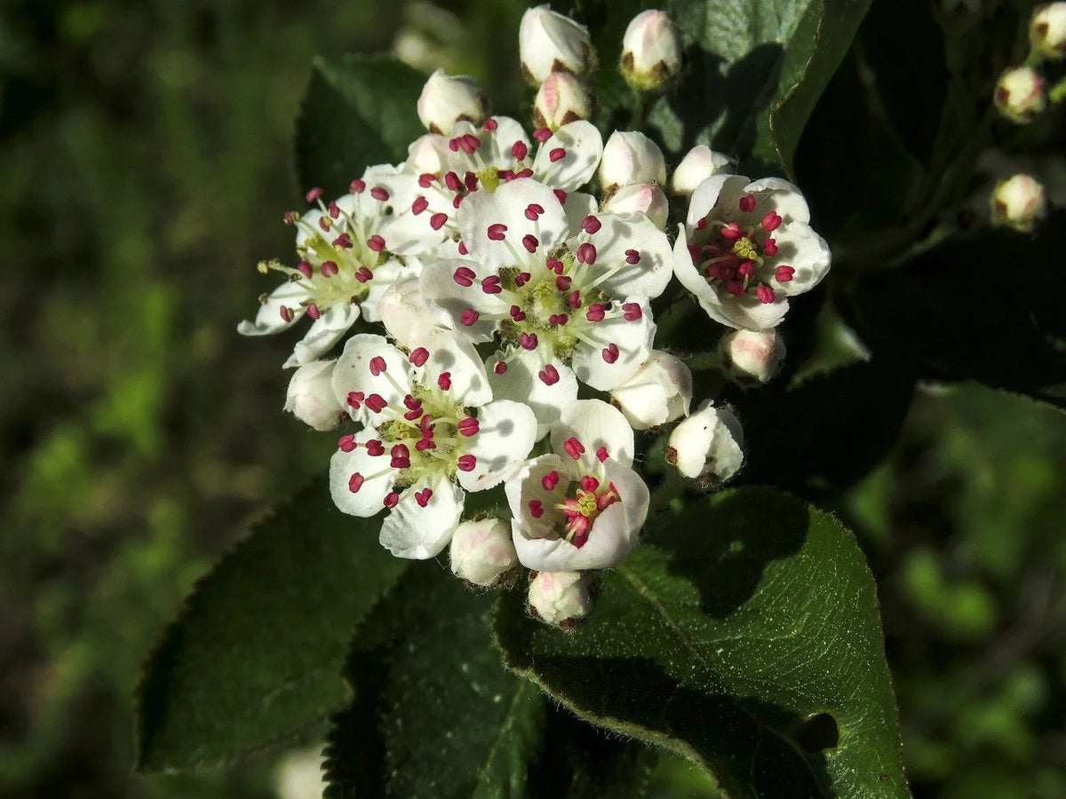 Aronia bush in bloom with clusters of white flowers