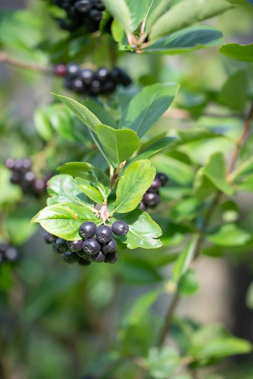 An aronia bush loaded with ripening berries