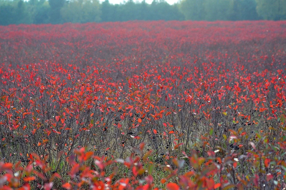 A row of aronia bushes in brilliant red fall color