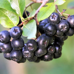 Aronia Shrubs