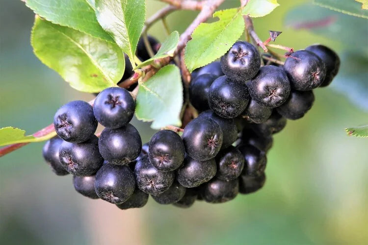 Ripe aronia berries hanging in clusters