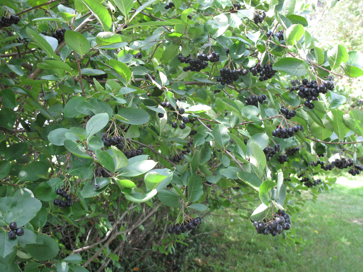 An aronia bush loaded with ripe black berries