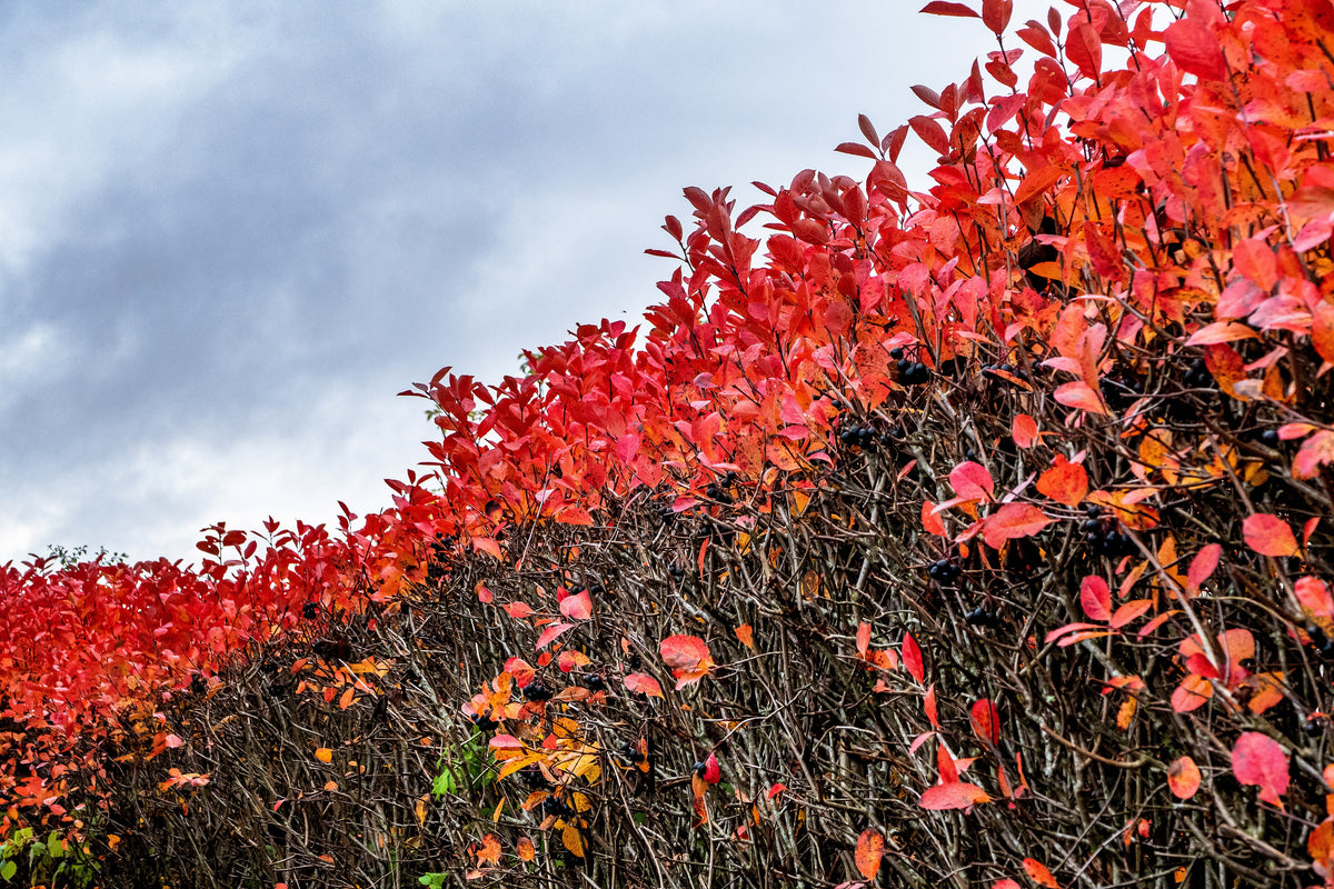 An aronia hedge in brilliant red fall color