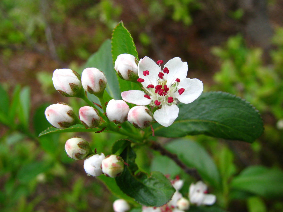 Aronia in bloom with white flowers and pink buds