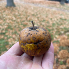 Apples
