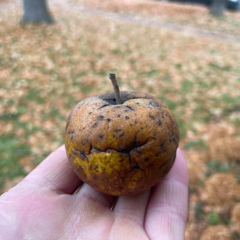 Apples