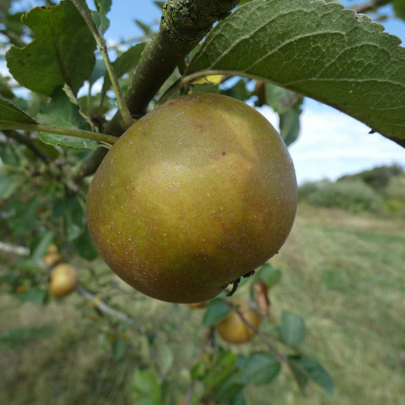 Apples