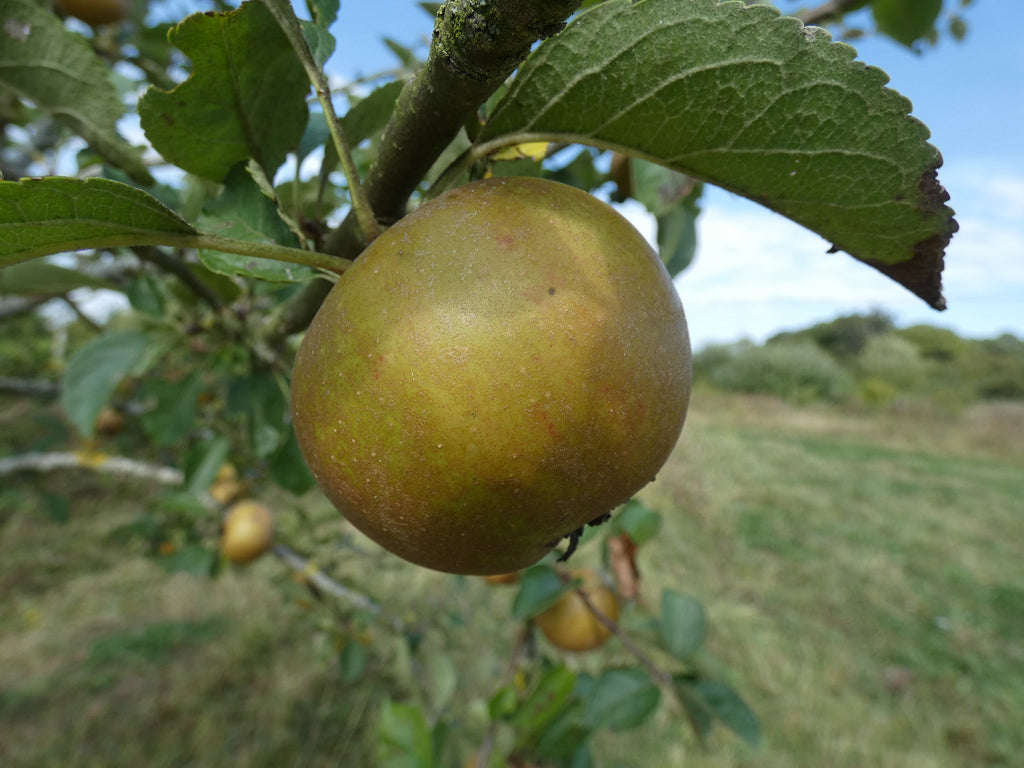 An Ashmead's Kernel apple ripening on the branch