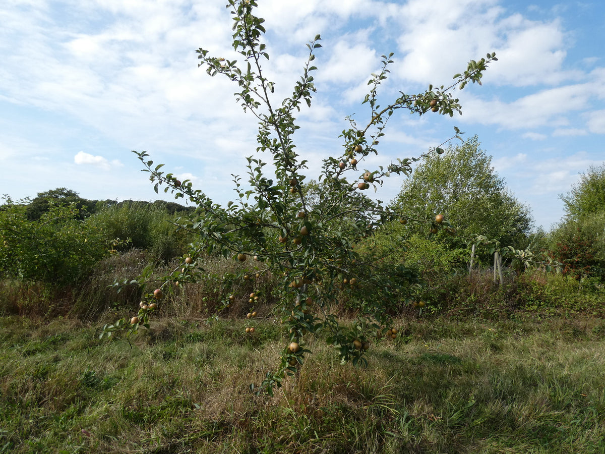 A young Ashmead's Kernel apple tree in summer