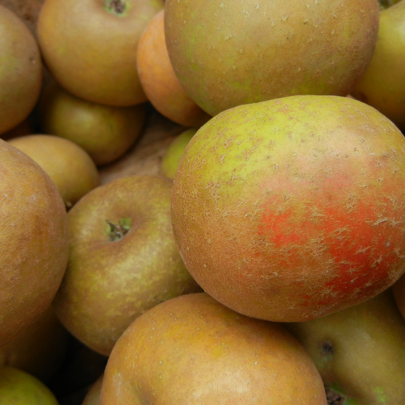 Apples
