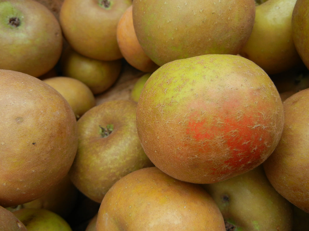 Russeted Ashmead's Kernel apples with an orange blush