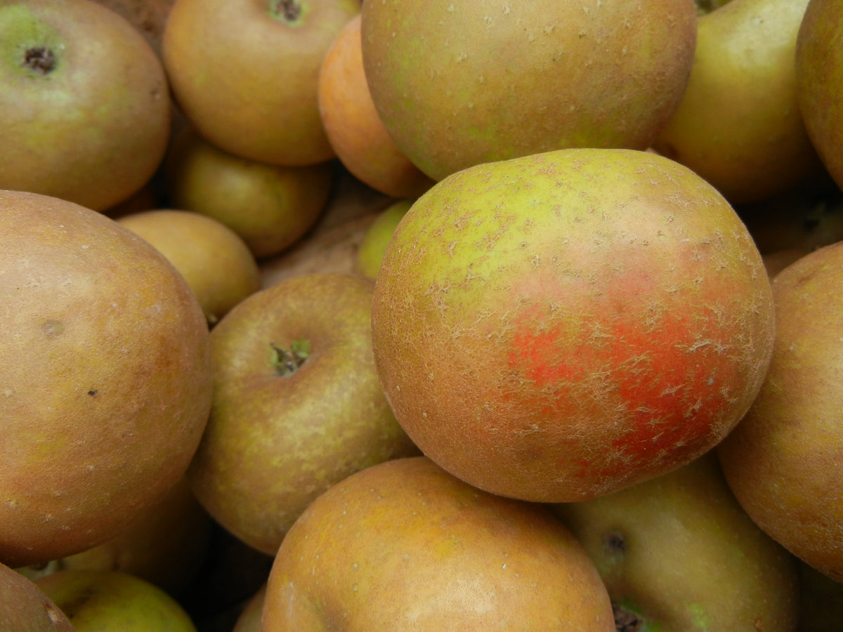 Russeted Ashmead's Kernel apples with an orange blush