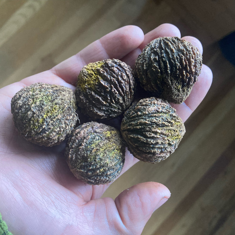 Trees for Wood
