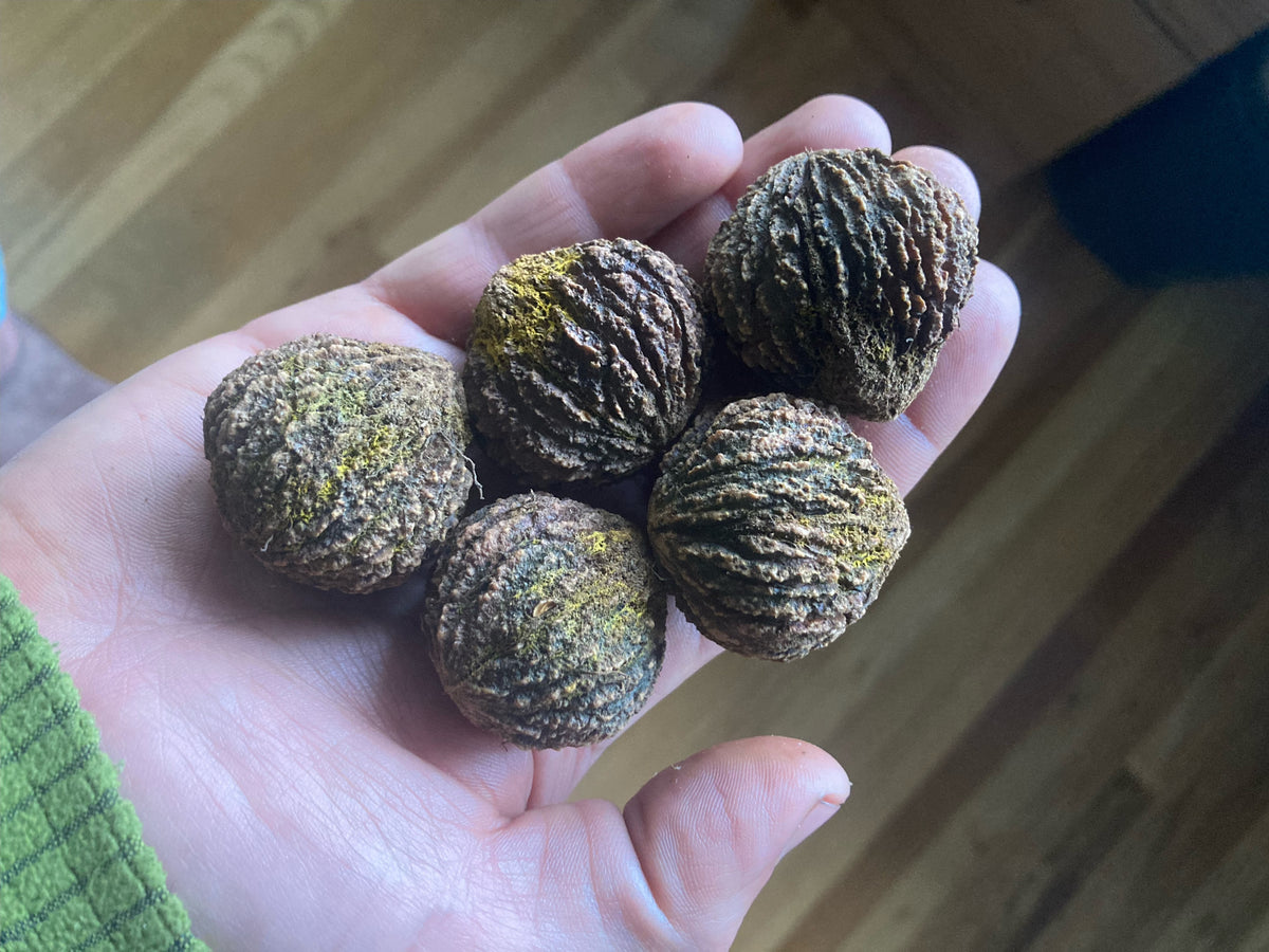 A handful of Ashworth Mountain black walnut seeds