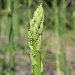 Perennial Vegetables