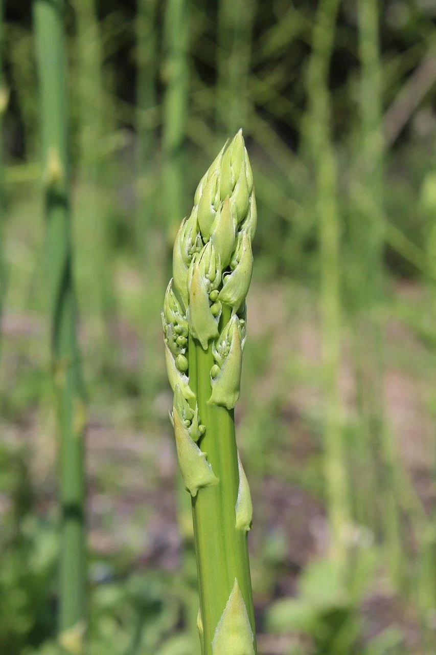 A green asparagus spear standing in the bed