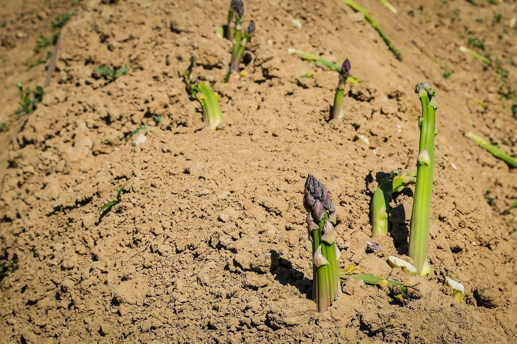Asparagus spears breaking through the soil in spring