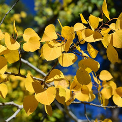 Aspen Tree