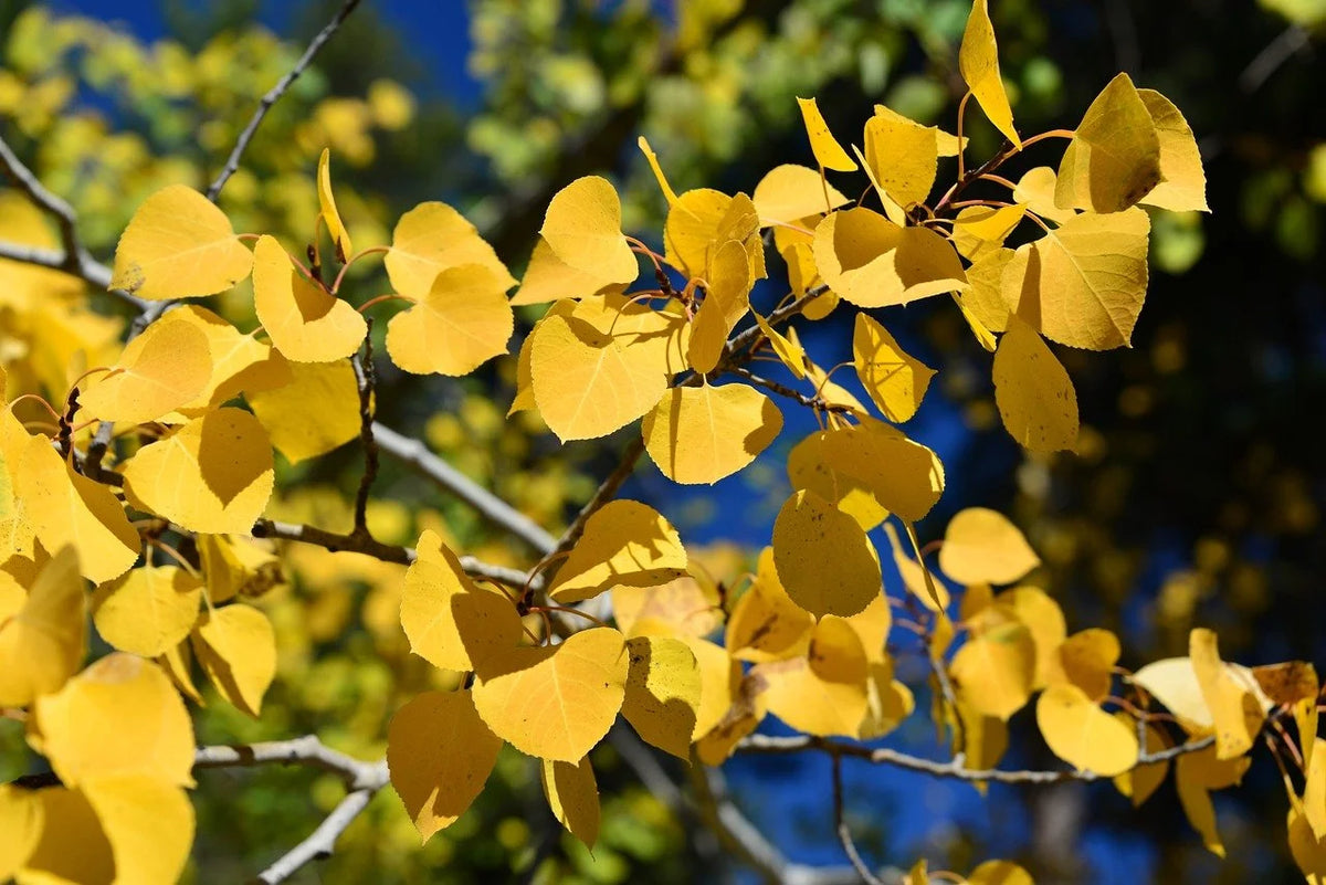 Golden aspen leaves in fall color