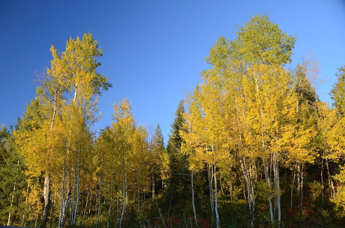 A grove of aspen in golden fall color against a blue sky