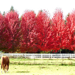 Maple Tree