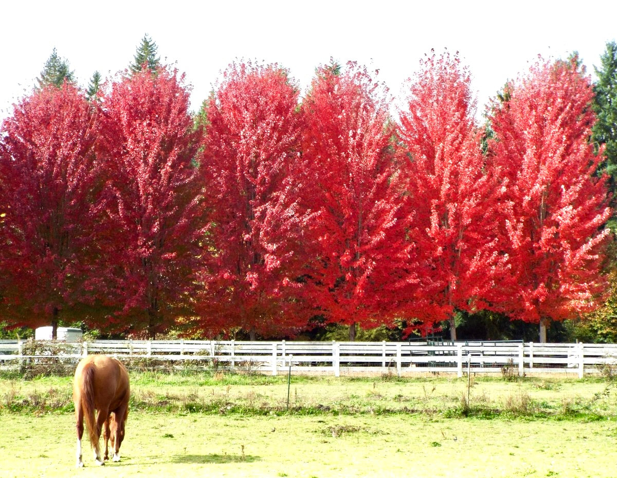 Autumn Blaze maples in brilliant red fall color