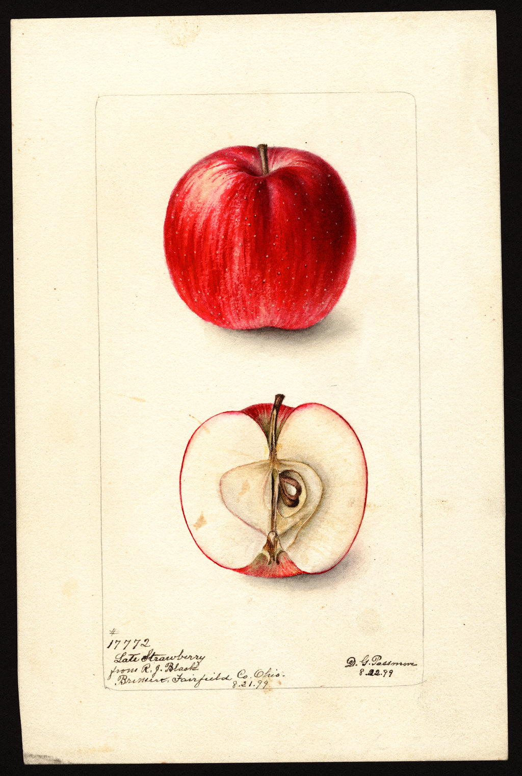 Historic USDA watercolor of the Late Strawberry (Autumn Strawberry) apple, whole and cut