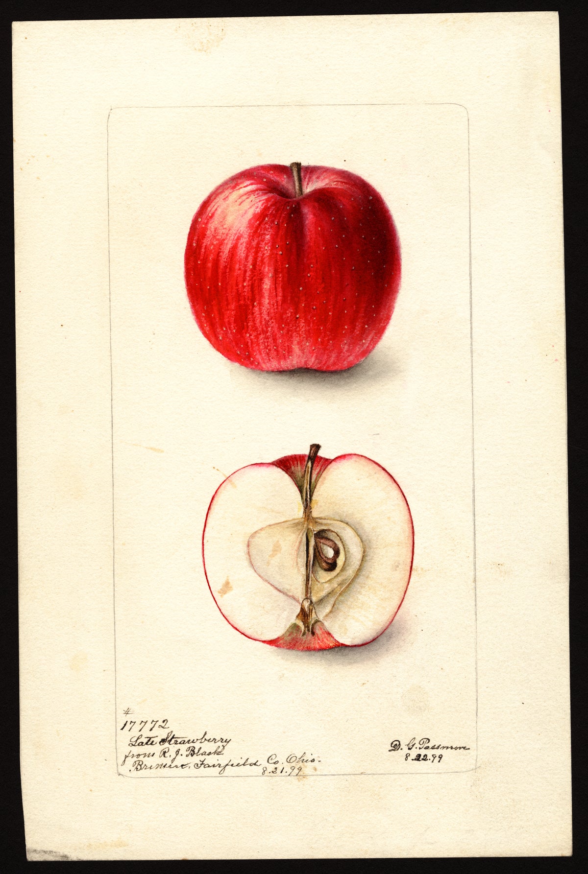 Historic USDA watercolor of the Late Strawberry (Autumn Strawberry) apple, whole and cut