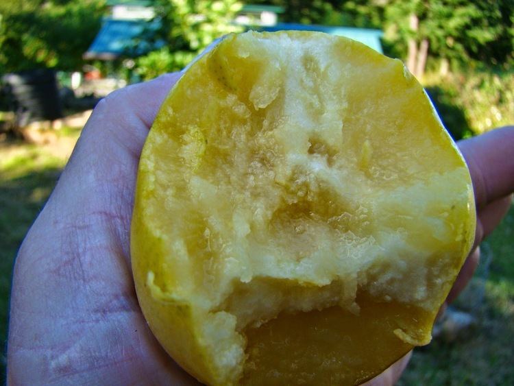A Baby Shipova pear cut open to show its flesh