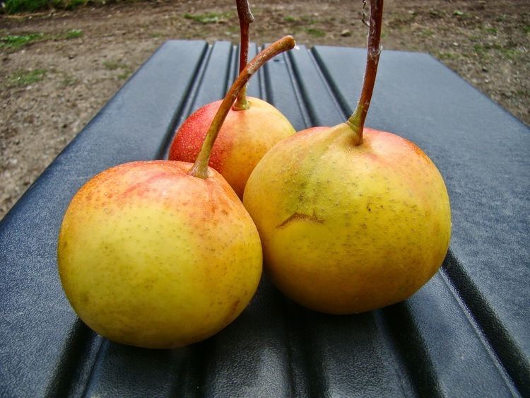 Baby Shipova pears, a pear crossed with mountain ash