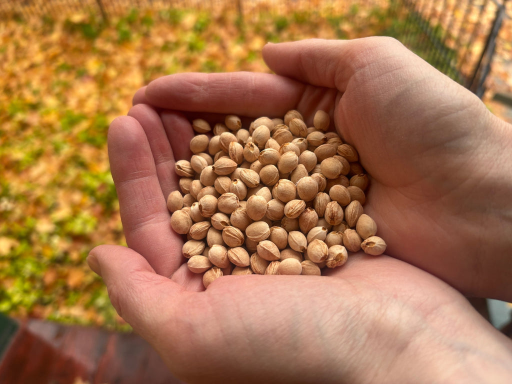 Two hands full of Balaton tart cherry seeds