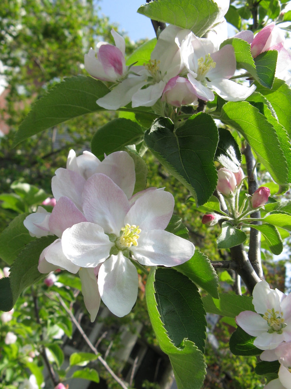 Baldwin apple blossoms in spring