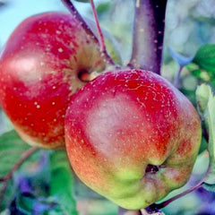 Apples