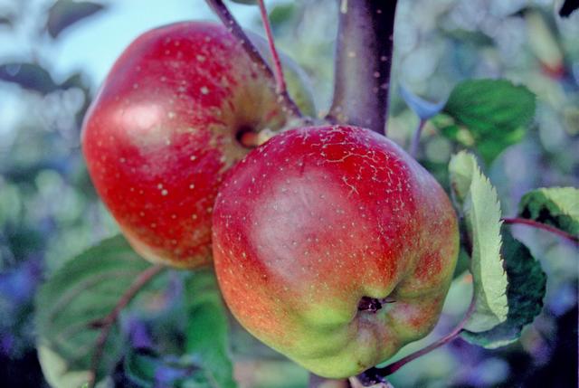 Apples