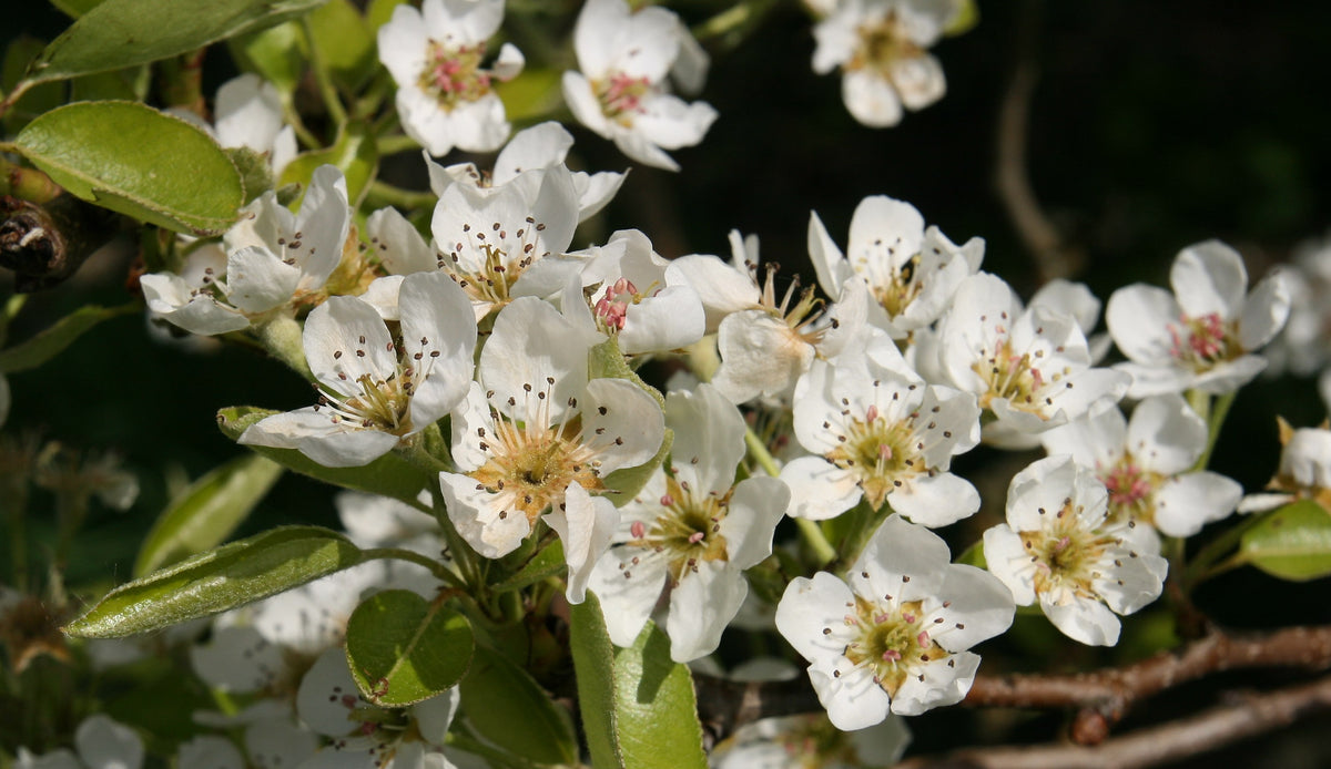 Bartlett (Williams) pear blossoms