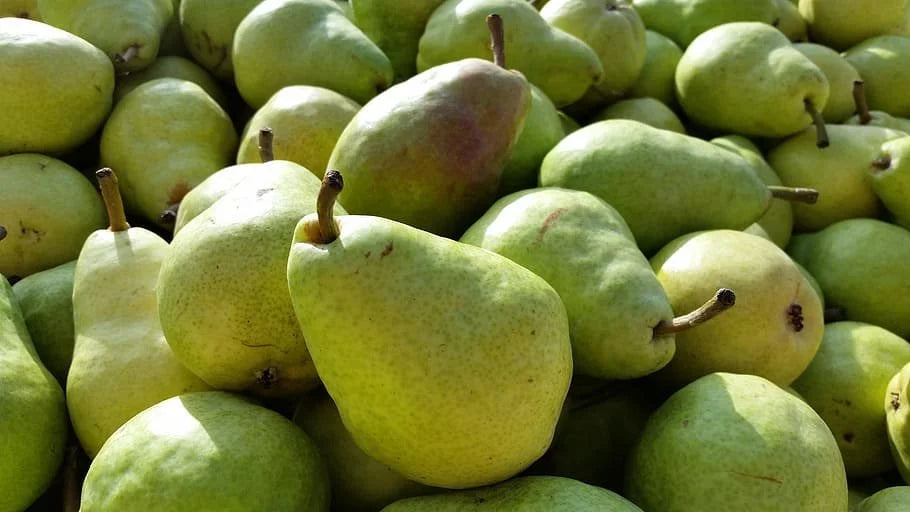 Freshly harvested Bartlett pears